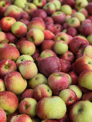 Apples 2023 frost ring damage.