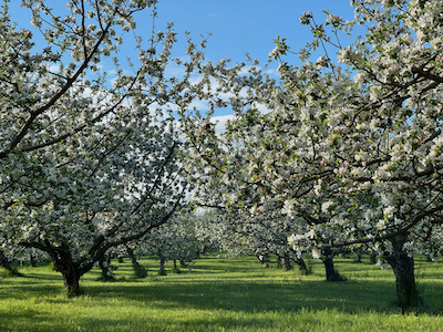 Apple blossom spring 2023.