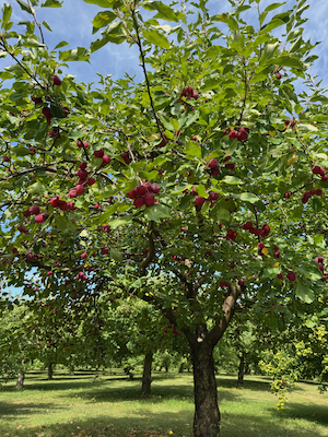 Apple blossom spring 2023.